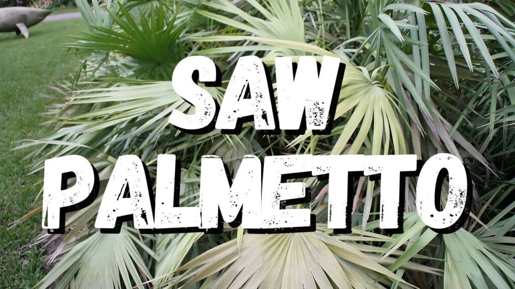 Suplemento Saw Palmetto utilizado para saúde masculina e cuidados capilares
