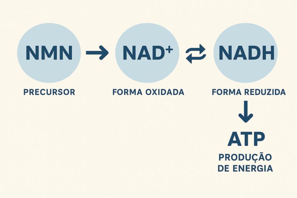 Relação entre NMN, NAD e NADH